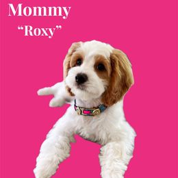 Roxy - Cavapoo