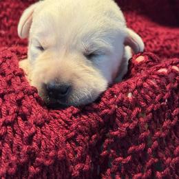 Pumpkin- black collar - Yellow male Labrador Retriever puppy in Isanti, Minnesota from Four Corners Family Labs