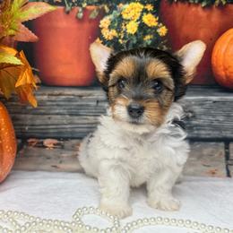 Nala 4000 - Black tan and white female Biewer Terrier puppy in Douglas, Georgia from South Georgia Yorkies and Biewers