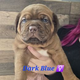 Blue - Mahogany female Dogue de Bordeaux puppy in Michigan from Boondocks Bordeaux
