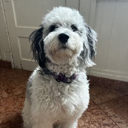 Cali - Aussiedoodle