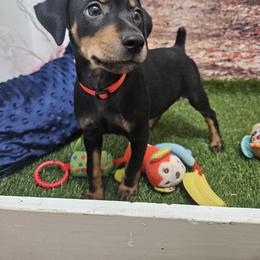 Miniature Pinscher Puppies from Pike's Pups