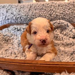 Amy - Red female Bernedoodle puppy in Rose Hill, North Carolina from Red Door Canines