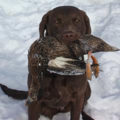 Chesapeake Bay Retrievers from Adams Nenana Fars