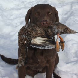 Chesapeake Bay Retrievers from Adams Nenana Fars