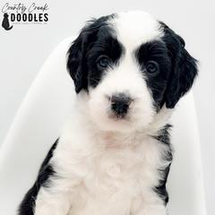 Memorial aka Remi - female Australian Mountain Doodle puppy in Tipton, Indiana from Country Creek Doodles