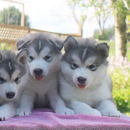 Alaskan Malamute Puppies from Powderhound Alaskan Malamutes