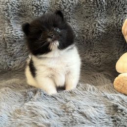 Pomeranian Puppies from A Sample Of Gods Love Kennels