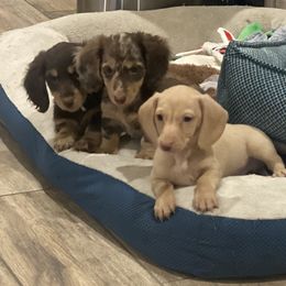 Dachshund Puppies from Haven Ridge Doxies