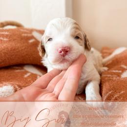 Big Sur - Parti male Goldendoodle puppy in California City, California from Summer Sun Doodles