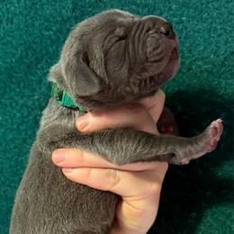 Cobalt - Blue male Great Dane puppy in Tyler, Texas from Blessed By Danes