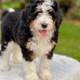 Bernedoodle, Goldendoodle, and Golden Mountain Dog Puppies from K+C Doodles