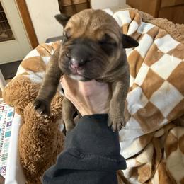 Boy 1 - Red male Boerboel puppy in Rockford, Illinois from Adoraboerboels