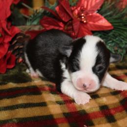 Abilene - Black and tan female Pembroke Welsh Corgi puppy in Greentop, Missouri from Sevits Corgis & Golden Retrievers