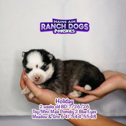 Holiday - Black and white male Pomsky puppy in Humeston, Iowa from M.A.R. Dogs