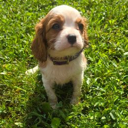 Abby - Blenheim female Cavalier King Charles Spaniel puppy in Pennsylvania from Julie's Cavalier King Charles Spaniels