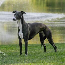 LA - Whippet