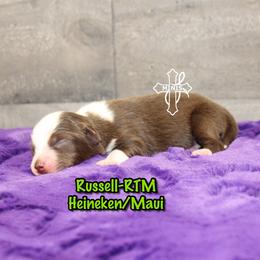 Russell - Red tri-color male Miniature American Shepherd puppy in Elgin, Oregon from Cross L Miniature American Shepherds