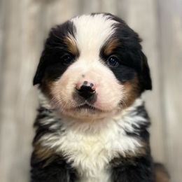 Igor - Black rust and white Bernese Mountain Dog puppy in New Haven, Indiana from Milan Berners