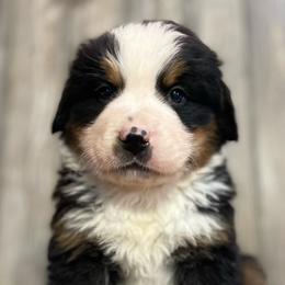 Igor - Black rust and white Bernese Mountain Dog puppy in New Haven, Indiana from Milan Berners