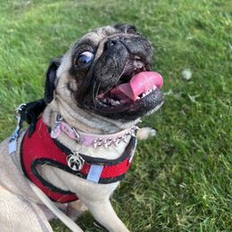 Sophie - Pug
