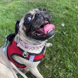 Sophie - Pug