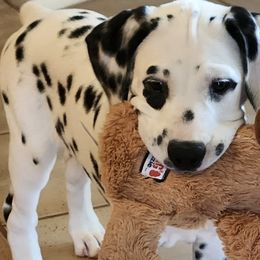 Dalmatians from Hidden Valley Ranch