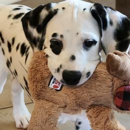 Dalmatians from Hidden Valley Ranch