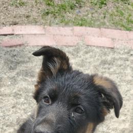 German Shepherd and Pembroke Welsh Corgi Puppies from Muddy Paws Corgis / Von Blake's Gedächtnis German Shepherds