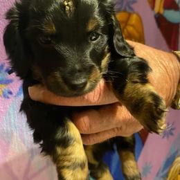 NICKI AKC REGISTERED MALE - Black and tan male Dachshund puppy in Elizabethtown, Kentucky from Teeny Tiny Puppy Tails