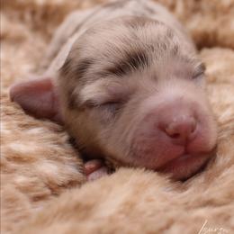 Jelly Belly - Chocolate brindle male Havapoo puppy in Hendersonville, North Carolina from Grayfinn House