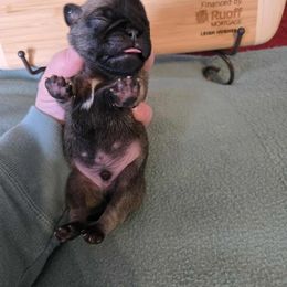 Boy 5 - Fawn male Pug puppy in Auburn, Kentucky from Prentice Family Pugs, Bugs & Corgis