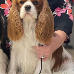 Romeo - Cavalier King Charles Spaniel