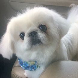 Pekingese Puppies from Andrea Johnson Pekingese