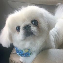 Pekingese Puppies from Andrea Johnson Pekingese