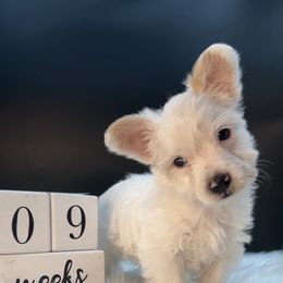 Jr - Tan and white male Yorkshire Terrier puppy in Machesney Park, Illinois from 3 Yorkie Family