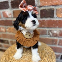 Marmee - Tri-color female Bernedoodle puppy in Snohomish, Washington from Refined Doodles