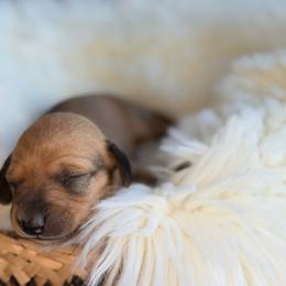 Boy price is 1,400 - Wheaten male Dachshund puppy in Temecula, California from Odie and Ollie the Weiners