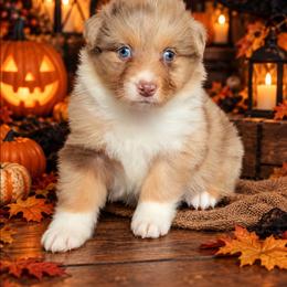 Finesse - Red merle female Australian Shepherd puppy in Fultonville, New York from Sandy Aussies, Mini Dachshunds & Pomeranians