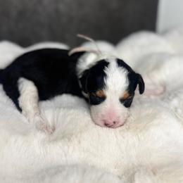 Ms. Pink - Black tri-color female Aussiedoodle puppy in San Antonio, Texas from Lovable Doodles SA