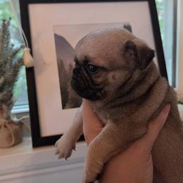 Teddy - Fawn male Pug puppy in Cincinnati, Ohio from Pugs513