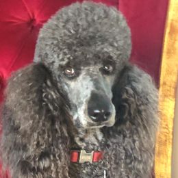 Bella - Goldendoodle