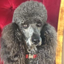Bella - Goldendoodle