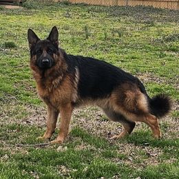 Danny - German Shepherd