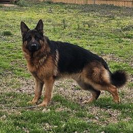 Danny - German Shepherd