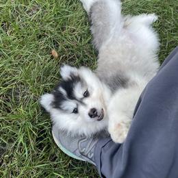 Pomsky Puppies from Blue Sky Pomsky