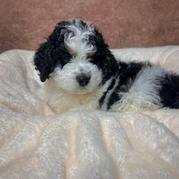 Bernedoodle Puppies from Bernedoodle Bunch