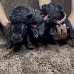 6th pick Female - Black brindle female Cane Corso puppy in Clewiston, Florida from Far From Average Kennels