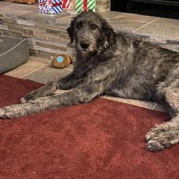 Irish Wolfhounds from Wild Clary Kennels
