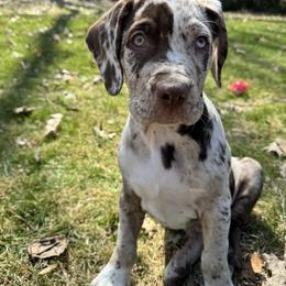 Catahoula Leopard Dog and Pembroke Welsh Corgi Puppies from Peach Tree/Shoreline Catahoulas & Corgis
